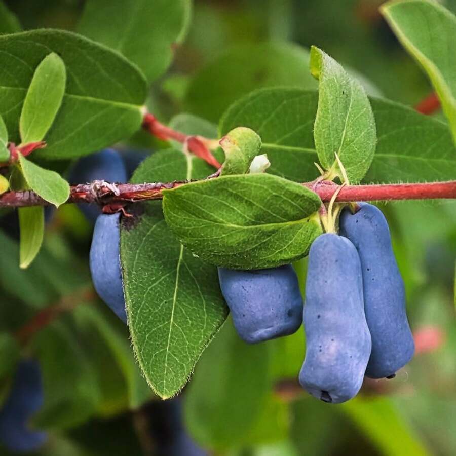 Semillas de Honeyberry y Blueberry para Plantar Plantas de Blue Honeyberry Haskap, Semillas de Inicio de Honeyberry y Blueberry Haskap Dulces, Arbusto de Honeyberry Haskap para Plantar en Jardín Exterior - 100 piezas - Ver 1