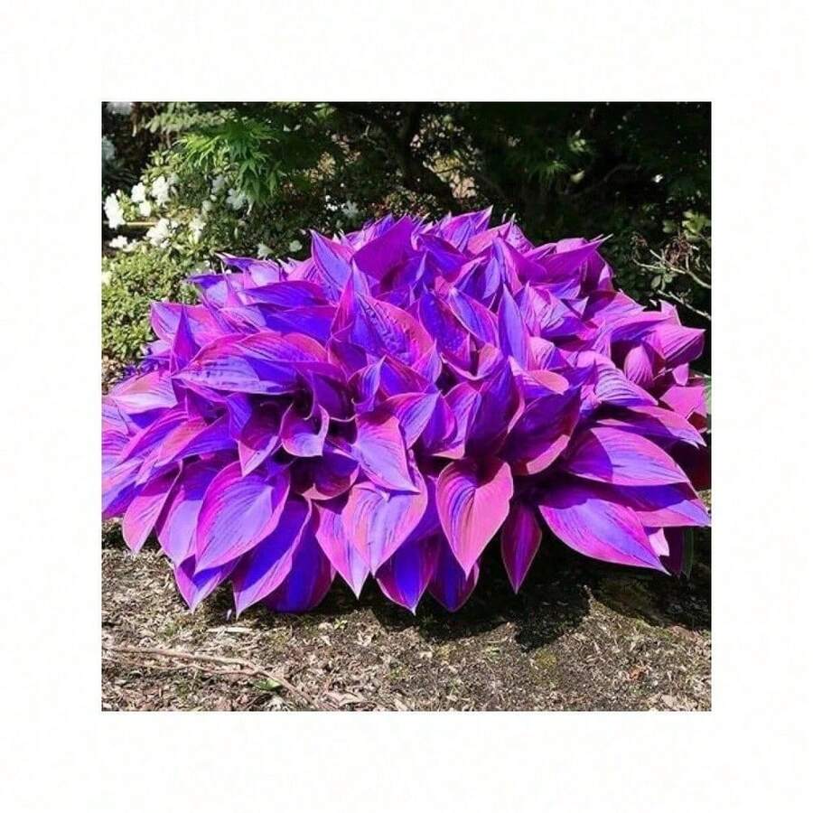 200Seeds Hosta Seeds Perennial Hosta Plants Grow Easily Rare Blue Purple Hosta Bulb Seedswomen's Clothing - 1 - Xem 1