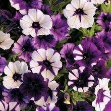 200 piezas de semillas de flores de glicina de onda púrpura, flor de jardín glicina - 200 - Ver 6