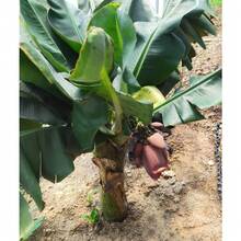 Semillas de Fruta Natural Semillas de Plátano Enano 100 Piezas - Variante 1 - Ver 6