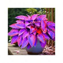 200Seeds Hosta Seeds Perennial Hosta Plants Grow Easily Rare Blue Purple Hosta Bulb Seedswomen's Clothing - 1 - Xem 3