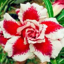 200 variedades de semillas de alta calidad de jardinería de rosa del desierto en gran cantidad para flores de color púrpura brillante - 200 - Ver 6