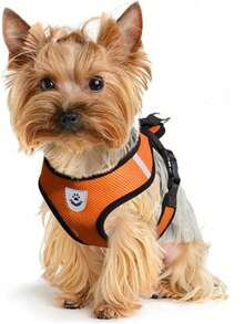 Pet Mesh Strap Sandwich Breathable Four Seasons Universal Cat And Dog Traction Rope Collar Dog Chain