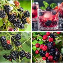 200 Semillas de Mora para Plantar - Semillas No Transgénicas - Semillas de Mora para Plantar Dulces y Deliciosas - Variante 1 - Ver 6