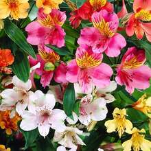 30 Semillas de Alstroemeria - Semillas de Flor de Lirio Peruano - Plantas Coloridas en , Semillas de Vegetales, Plantas Hosta, Plantas Vivas, Plantas de Jardín, Semillas de Flores, Plantas de Flores para Exterior, Repelente de Mosquitos, Plantas Perennes de Jardín, Semillas para Plantar, Plantas Vivas en , No Semillas, Semillas de Flores Perennes, Semillas de Plantas - 30 - Ver 5