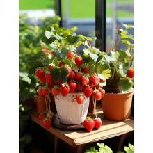 1000+ Semillas de Fresa, Semillas de fresa adecuadas para todas las estaciones, exteriores, balcones, jardines y hogares, 00504, Elegir un suelo nutritivo especial para fresas es más propicio para las plántulas de fresa y mejora la tasa de germinación de las fresas. - SEMILLAS DE FRESA 1000-4 - Ver 8