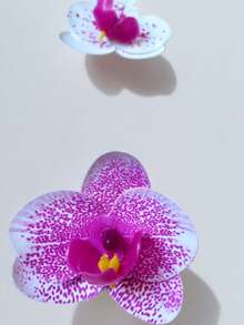 2个波西米亚复古花朵发夹，女士发饰，热带夏威夷花朵发夹，豹纹设计发夹，优雅简约时尚小发夹，女士发饰，学生用品，动物纹，女士度假装扮，头部配饰，发夹 - 彩色 - 查看 3