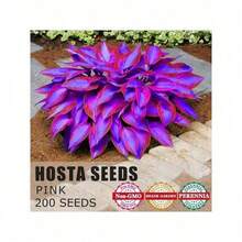 200Seeds Hosta Seeds Perennial Hosta Plants Grow Easily Rare Blue Purple Hosta Bulb Seedswomen's Clothing - 1 - Xem 4
