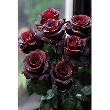 258 piezas Fácil de cultivar, alta tasa de esporulación y rosas rojas y negras, flores decorativas de larga duración, arbustos de rosas adecuados para regalos de plantación - 258 - Ver 6