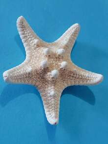 2 件/4 件干海星装饰，7-10 厘米白色巨型海星，适用于海滩婚礼中心装饰，散装海洋标本海星，海洋主题派对树脂海星用品，沿海家居装饰海星，水族馆装饰品和波西米亚风 DIY 工艺品，适用于航海主题派对的海星，摄影道具和贝壳壁挂 - 彩色 - 查看 7