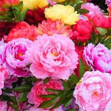 50 Semillas, SEMILLAS DE PEONIA, K91-Las flores son de colores brillantes, fragantes con jade y perlas, elegantes y magníficas, y son conocidas como el "rey de las flores". - SEMILLAS DE PEONÍA 50-1 - Ver 1