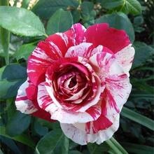 174 piezas de semillas de rosas para plantar al aire libre - flores perennes, semillas de rosas para crear un jardín en casa - 174 - Ver 5