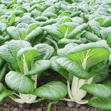 1000 Pack Choi Seeds - White Stems - Genetic Plant Seeds - For Planting - AKA Bok Choy, Pok Cho - 1000 - 查看 2