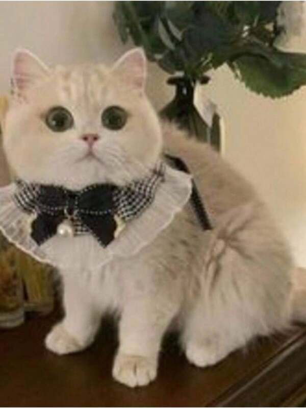 Pet Supplies Dog Cat Bibs, Cute Pet Scarf, Bib, Collar, Bow Tie Accessories