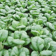 1000 Pack Choi Seeds - White Stems - Genetic Plant Seeds - For Planting - AKA Bok Choy, Pok Cho - 1000 - 查看 4