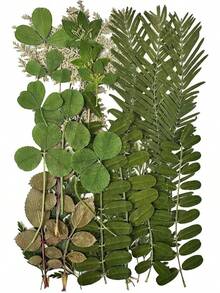 Dried Pressed Flowers Resin, Real Pressed Flowers Dry Leaves Bulk Natural Herbs Kit Scrapbooking Art Crafts, Resin Soap Candle Scrapbook Supplies Card Making Jewelry (Green) - 綠色 - 查看 13