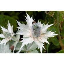 10 Semillas de Flor Fantasma de SILVER SEA HOLLY Gigante Eryngium Giganteum de Miss Willmott Envío Plano - Variante 1 - Ver 6