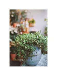 1000 Thyme Seeds For Planting Approximately 1 Gram Heirloom Non-GMO Herb Seeds For Indoor Or Outdoor Planting Also Known As Common Thyme, Garden Thyme, Ordinary Thyme - 1000 - Xem 3