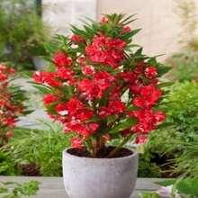 200 Flower Seeds - Non-GMO Camellia Balsam Safflower - Impatiens Balsamine - 變體 1 - 查看 5