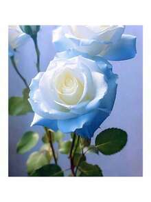 100 Blue Dragon Rose Rosa Seeds For Planting | Rare Striking Beautiful Stripe Rose Bush Seed For Garden Yard & Attract Pollinators - 100 hạt giống - Xem 4