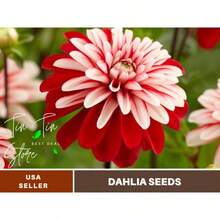 200 piezas de semillas de dalia de hora del Pacífico, semillas de herba, semillas de flores, semillas genéticamente modificadas libres, plantas de semillas reales en , semillas de vegetales, plantas de hosta, plantas de jardinería, semillas de flores, plantas de flores para exteriores, semillas de flores para sembrar,  de jardinería, todas las plantas de  para exteriores, repelente de mosquitos, semillas de plantas de jardín al aire libre para plantar, semillas de flores perennes. - 200 - Ver 2