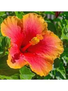 100 Grains Of Mixed Giant Hisbiscus Seeds, Shipped From The United States, Are Used To Grow Multi-Year-Old Flowers, Suitable For Outdoor Courtyard Garden Planting. - màu đen - Xem 4