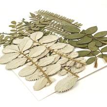 1pc Natural Dried Pressed Flowers, Green Leaves, For Diy Epoxy Resin Jewelry Mold, Candle, Soap Making, Nail Art Decoration