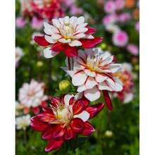 200 piezas de semillas de dalia de hora del Pacífico, semillas de herba, semillas de flores, semillas genéticamente modificadas libres, plantas de semillas reales en , semillas de vegetales, plantas de hosta, plantas de jardinería, semillas de flores, plantas de flores para exteriores, semillas de flores para sembrar,  de jardinería, todas las plantas de  para exteriores, repelente de mosquitos, semillas de plantas de jardín al aire libre para plantar, semillas de flores perennes. - 200 - Ver 3