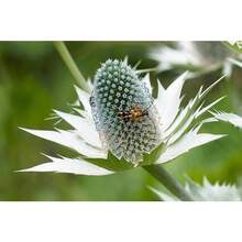 10 Semillas de Flor Fantasma de SILVER SEA HOLLY Gigante Eryngium Giganteum de Miss Willmott Envío Plano - Variante 1 - Ver 7