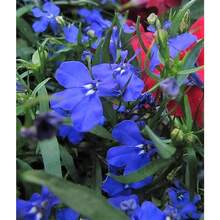 256 piezas Precio al por mayor semillas de flores MONSOON LOBELIA Erinus azul eléctrico, envío plano, plantas en , semillas de vegetales, plantas hosta, semillas de flores para jardinería, plantas de exterior, repelente de mosquitos, semillas de flores para plantar, todas las plantas en  para exteriores, semillas de flores perennes para plantar - 256 - Ver 3
