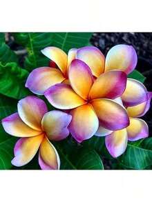 60 Flower Seeds, Melo Plumeria Fioideae Frangipani - 變體 1 - 查看 2