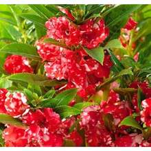 200 Flower Seeds - Non-GMO Camellia Balsam Safflower - Impatiens Balsamine - 變體 1 - 查看 2