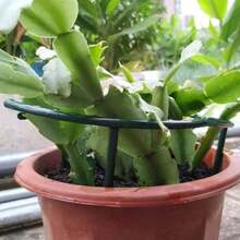 4/8 Soportes para plantas de jardín, Macetas con jaula semicircular de plástico, Soportes para flores trepadoras, Soportes para flores de peonía