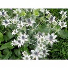 10 Semillas de Flor Fantasma de SILVER SEA HOLLY Gigante Eryngium Giganteum de Miss Willmott Envío Plano - Variante 1 - Ver 10