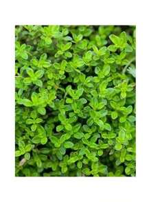 1000 Thyme Seeds For Planting Approximately 1 Gram Heirloom Non-GMO Herb Seeds For Indoor Or Outdoor Planting Also Known As Common Thyme, Garden Thyme, Ordinary Thyme - 1000 - Xem 1