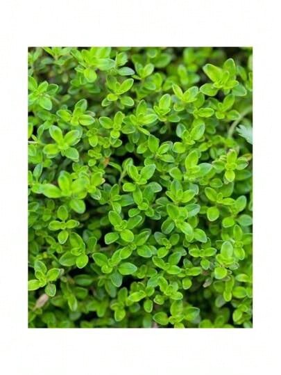 1000 Thyme Seeds For Planting Approximately 1 Gram Heirloom Non-GMO Herb Seeds For Indoor Or Outdoor Planting Also Known As Common Thyme, Garden Thyme, Ordinary Thyme - 1000 - Xem 1