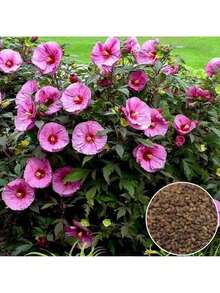 100 Grains Of Mixed Giant Hisbiscus Seeds, Shipped From The United States, Are Used To Grow Multi-Year-Old Flowers, Suitable For Outdoor Courtyard Garden Planting. - màu đen - Xem 3