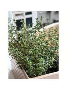 1000 Thyme Seeds For Planting Approximately 1 Gram Heirloom Non-GMO Herb Seeds For Indoor Or Outdoor Planting Also Known As Common Thyme, Garden Thyme, Ordinary Thyme - 1000 - Xem 9