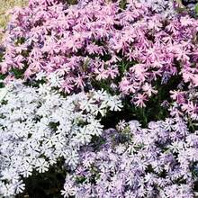 200 Semillas de Phlox Creepers para Plantar - Semillas de Phlox Brillantes Plantas Perennes de Cubierta de Tierra - Semillas de Flores Anuales para el Hogar y el Jardín - 200 piezas - Ver 4