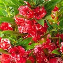 200 Flower Seeds - Non-GMO Camellia Balsam Safflower - Impatiens Balsamine - 變體 1 - 查看 4