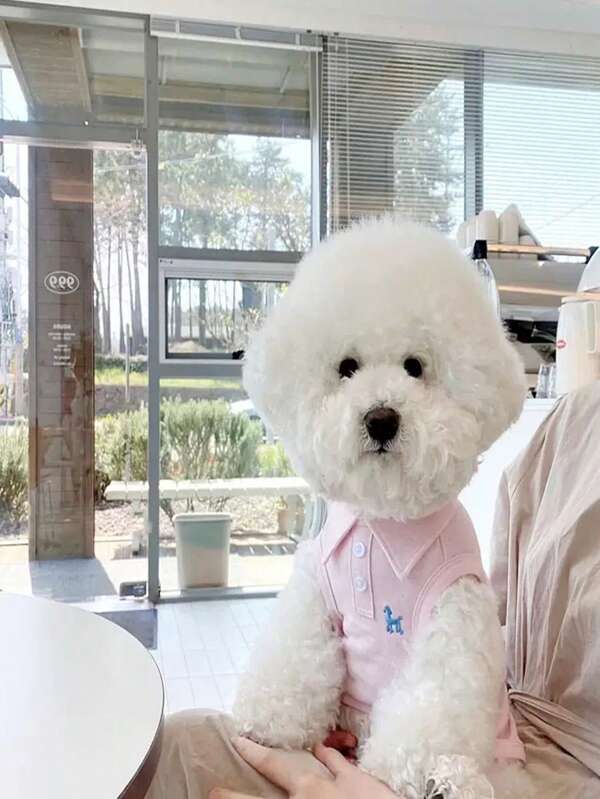 Spring Summer Solid Color Polo Shirt For Dogs Breathable Thin T-Shirt Cat Vest Teddy 4 Feet Clothes Pet Apparel