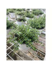 1000 Thyme Seeds For Planting Approximately 1 Gram Heirloom Non-GMO Herb Seeds For Indoor Or Outdoor Planting Also Known As Common Thyme, Garden Thyme, Ordinary Thyme - 1000 - Xem 7