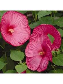 100 Grains Of Mixed Giant Hisbiscus Seeds, Shipped From The United States, Are Used To Grow Multi-Year-Old Flowers, Suitable For Outdoor Courtyard Garden Planting. - màu đen - Xem 7