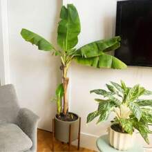 100 Banana Tree (Plantain Tree) Seeds Fresh Fruit Seeds Non-GMO Heritage Organic Seeds Easy To Grow Indoor/Outdoor Pot Container Garden