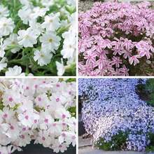 200 Semillas de Phlox Creepers para Plantar - Semillas de Phlox Brillantes Plantas Perennes de Cubierta de Tierra - Semillas de Flores Anuales para el Hogar y el Jardín - 200 piezas - Ver 2