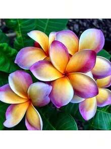 60 Flower Seeds, Melo Plumeria Fioideae Frangipani - 變體 1 - 查看 5