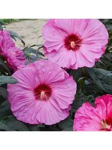 100 Grains Of Mixed Giant Hisbiscus Seeds, Shipped From The United States, Are Used To Grow Multi-Year-Old Flowers, Suitable For Outdoor Courtyard Garden Planting. - màu đen - Xem 5