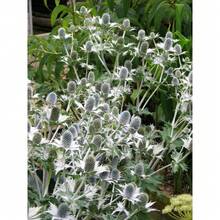 10 Semillas de Flor Fantasma de SILVER SEA HOLLY Gigante Eryngium Giganteum de Miss Willmott Envío Plano - Variante 1 - Ver 5