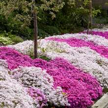 200 Semillas de Phlox Creepers para Plantar - Semillas de Phlox Brillantes Plantas Perennes de Cubierta de Tierra - Semillas de Flores Anuales para el Hogar y el Jardín - 200 piezas - Ver 3