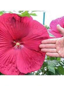 100 Grains Of Mixed Giant Hisbiscus Seeds, Shipped From The United States, Are Used To Grow Multi-Year-Old Flowers, Suitable For Outdoor Courtyard Garden Planting. - màu đen - Xem 1